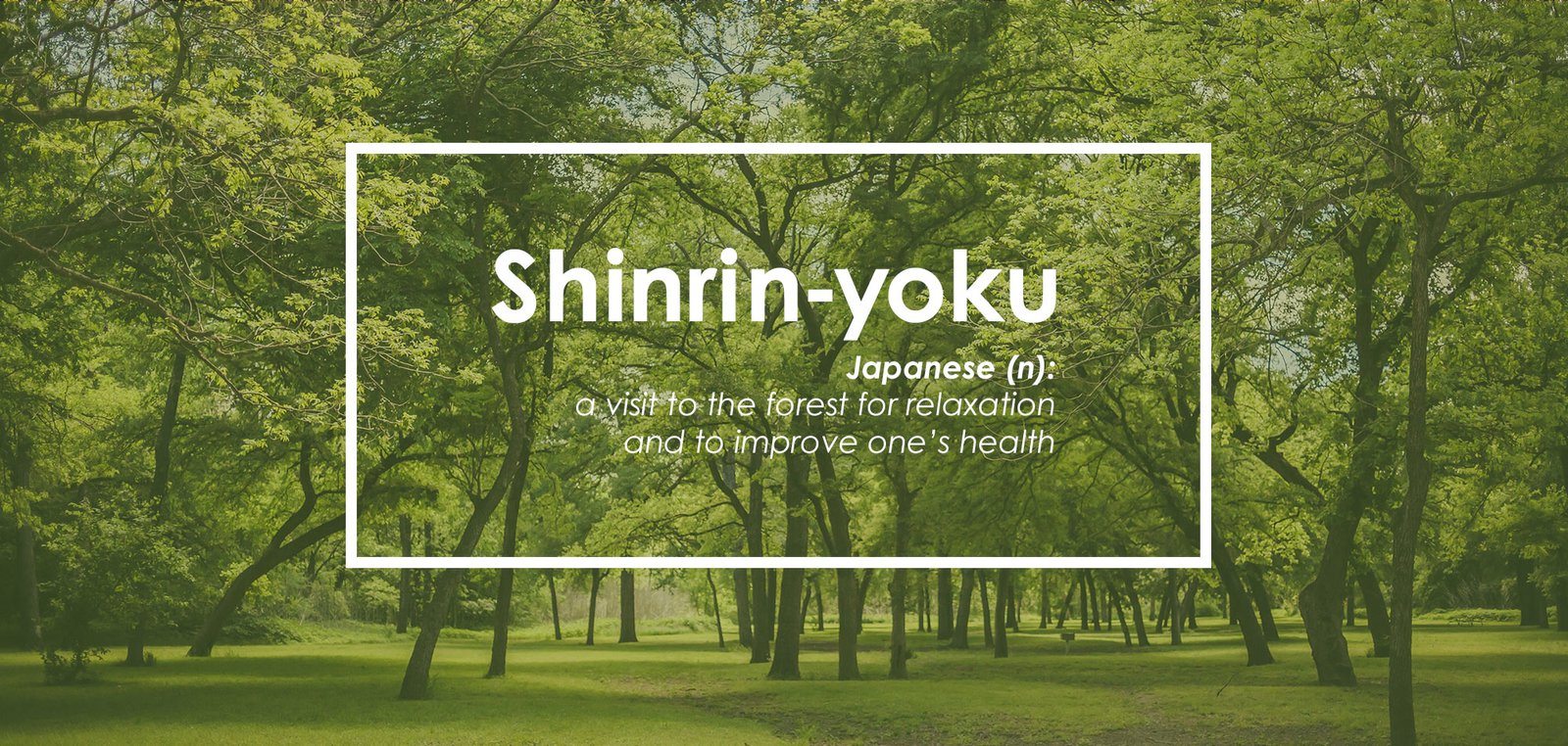 Shinrin-yoku (Forest Bathing)